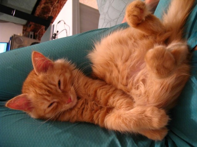 Котовторник ( 23.10. 2012. )