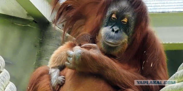 В московском зоопарке родился детеныш суматранского орангутана