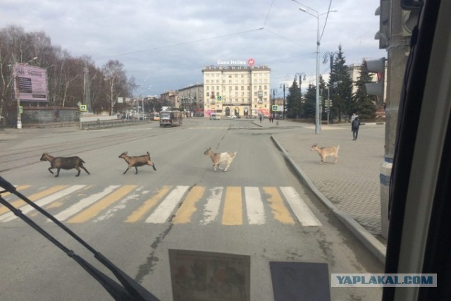 Тагил