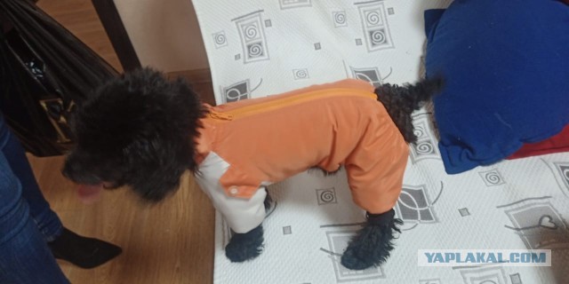 Собаки бывают