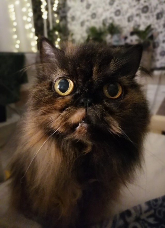 Котовторник же!