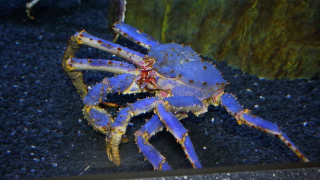 Синий краб попался рыбакам на Шикотане