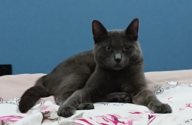 Котовторник 14.09.2021