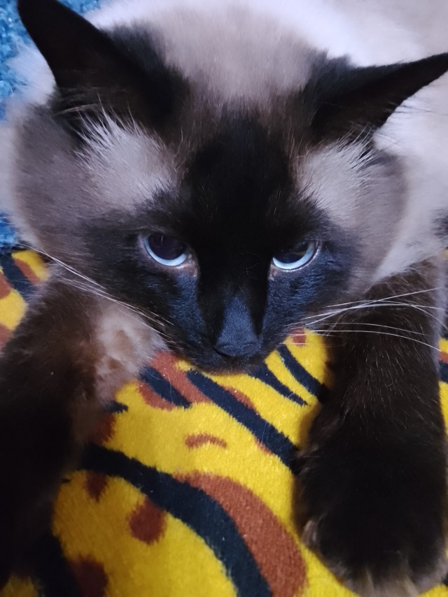 Котовторник так котовторник