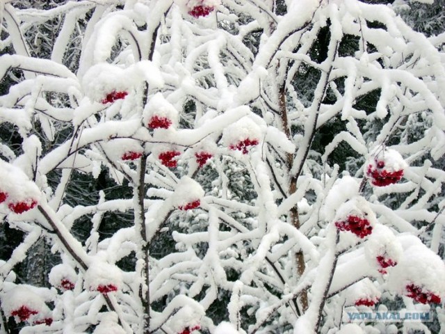 Зима пришла как никак! Красивые снежные пейзажи