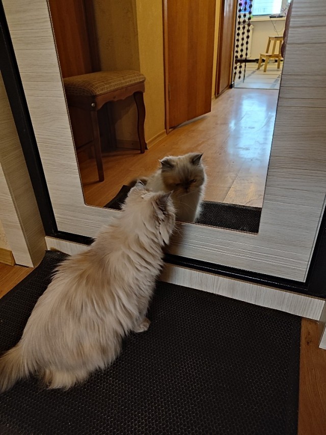 Котовторник