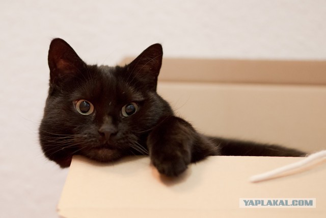 Котовторник 26.03.2013