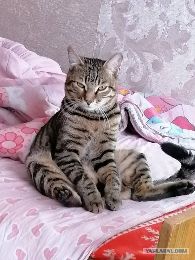 Ну раз сегодня коточетверг