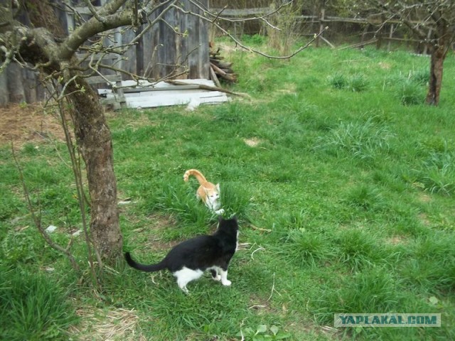 Жизнь домашнего приюта для котеек 443