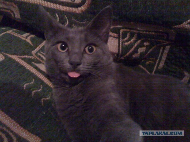 Котовторник 16.04.2013