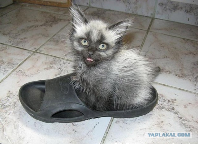 ТАНК против КОТОВ