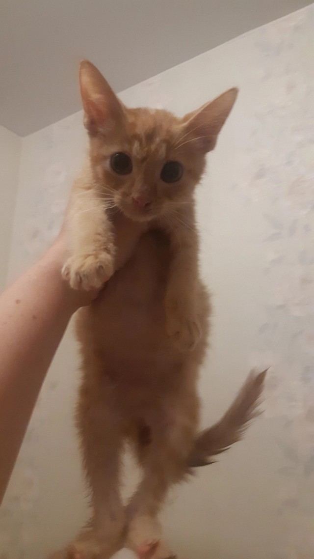 Котовторник. Моему мультяшке 1 год