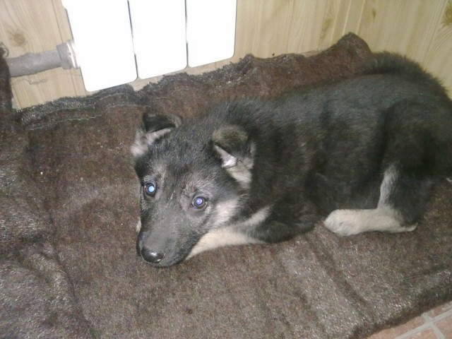 Собакочетверг, новый-старый друг.