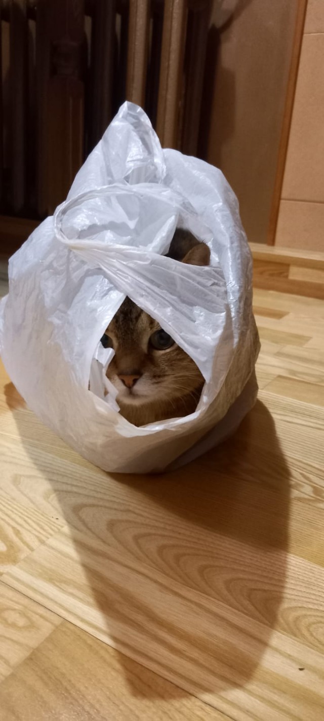 К котовторнику: подборка картинок-баянов с котиками и про котиков. Выпуск 6