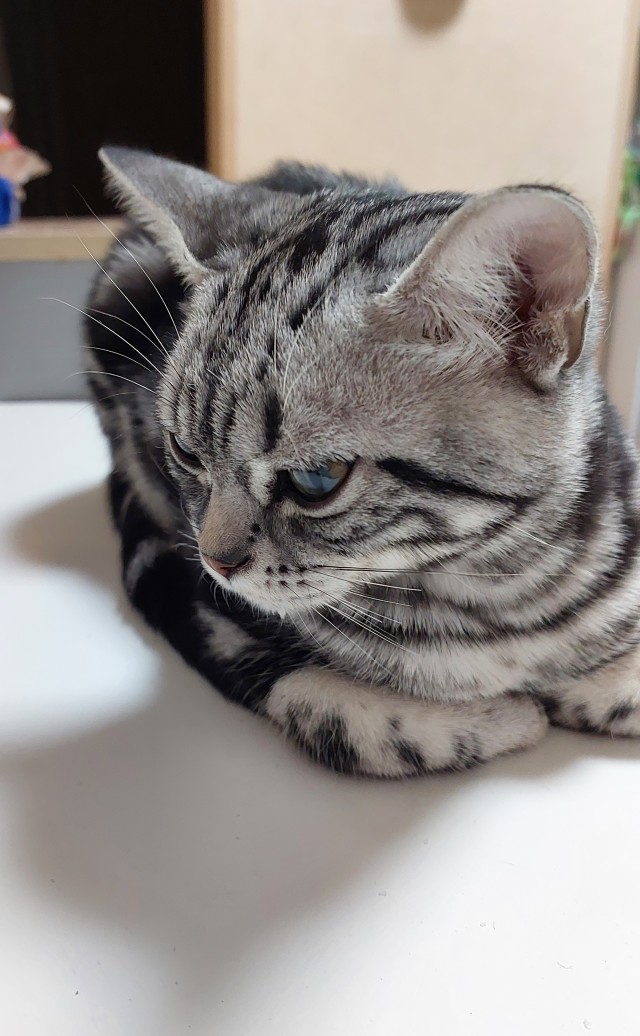 Немного моих котиков к вторнику