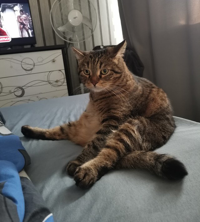 Коты, которые смирились со своей участью