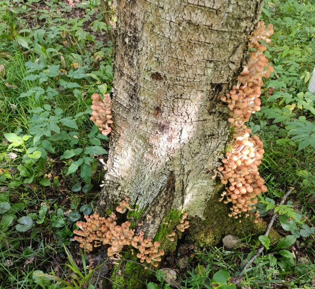 Тихая охота.