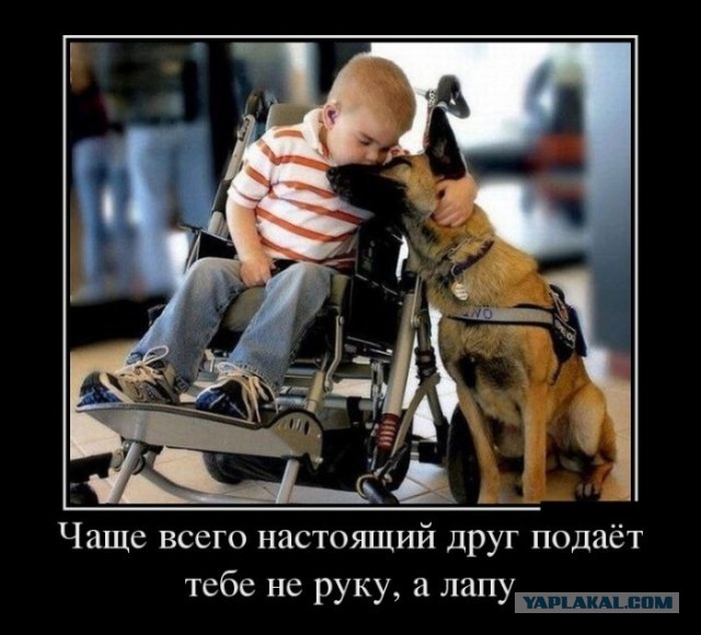 Талантливый цобакен