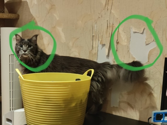 Рисуют ли кошки картины?