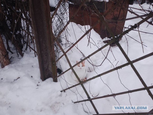 Жизнь домашнего приюта для котеек 570