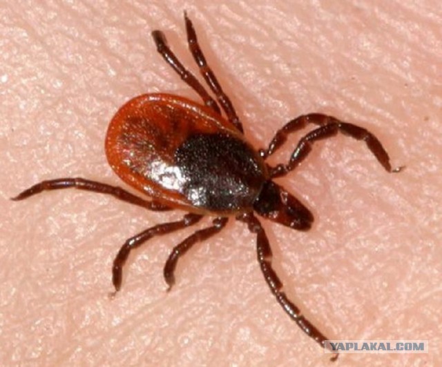 2 серия СТРАШНОЙ ПРАВДЫ О КЛЕЩАХ в экспериментах