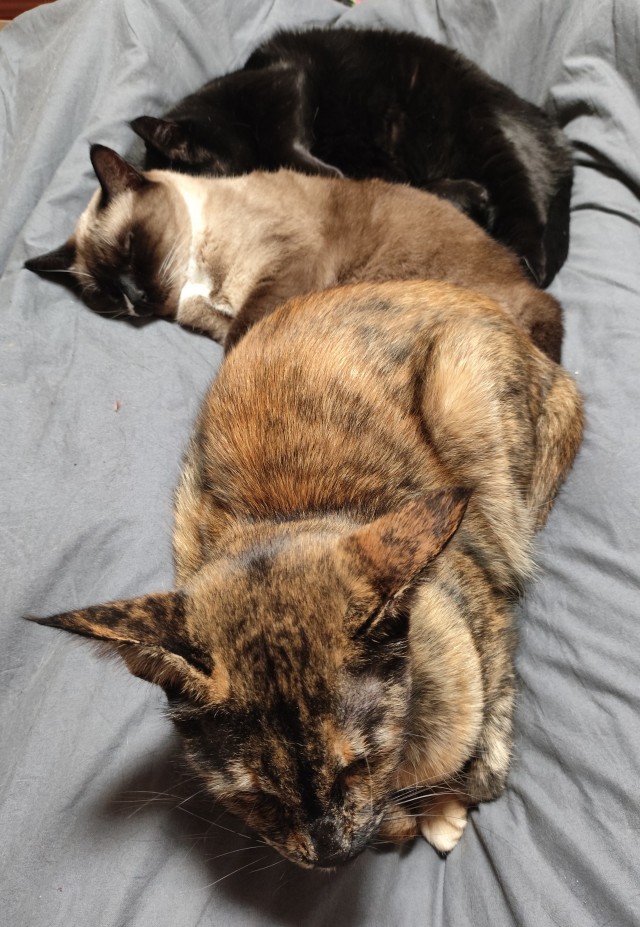 Кот по кличке Пёс