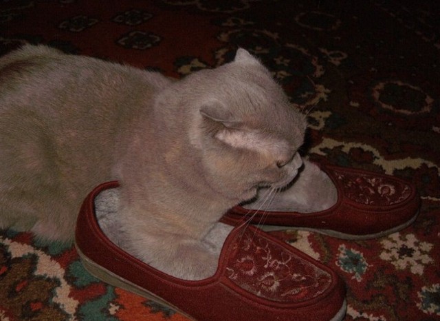 Даешь каждому коту по ботинку!