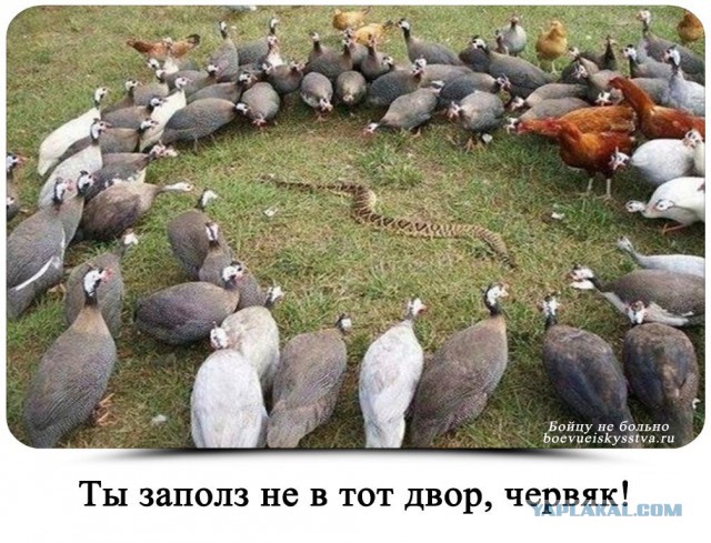 Прикольные фото и картинки