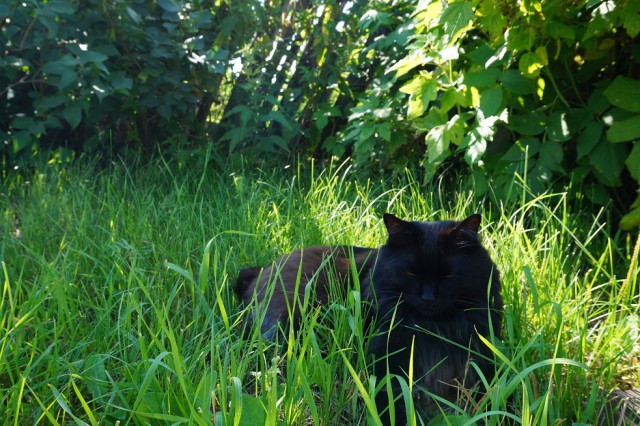 Жизнь Черного кота