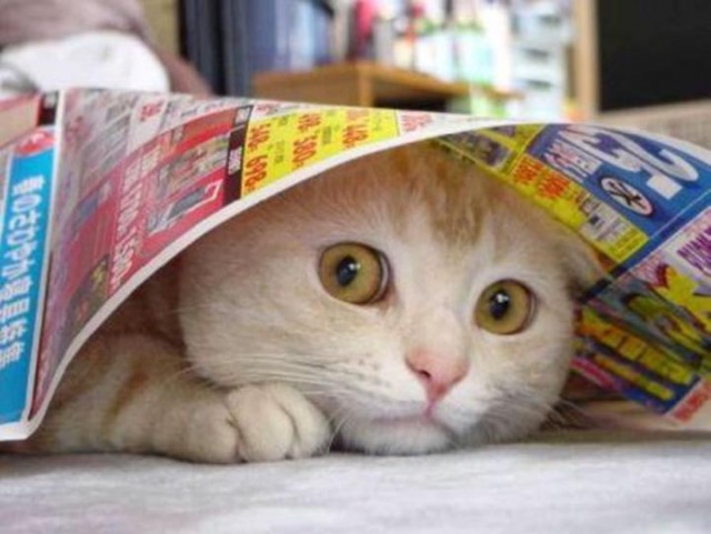 Купил лежанку для кота