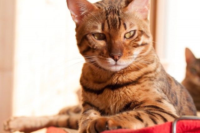 Не берите шиншилл