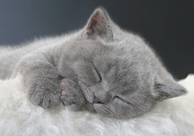 Коты, кошки, котята