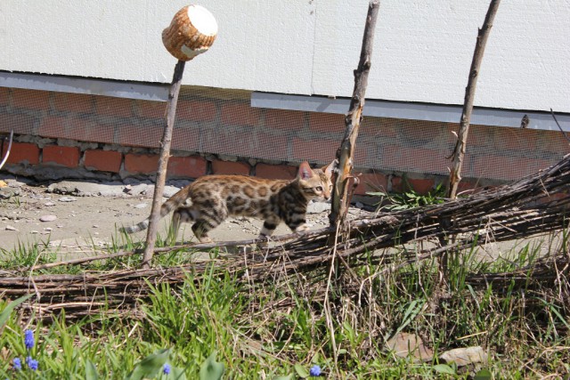 КотоВторник 26.04.2016