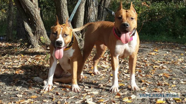 Страшно красивые терьеры