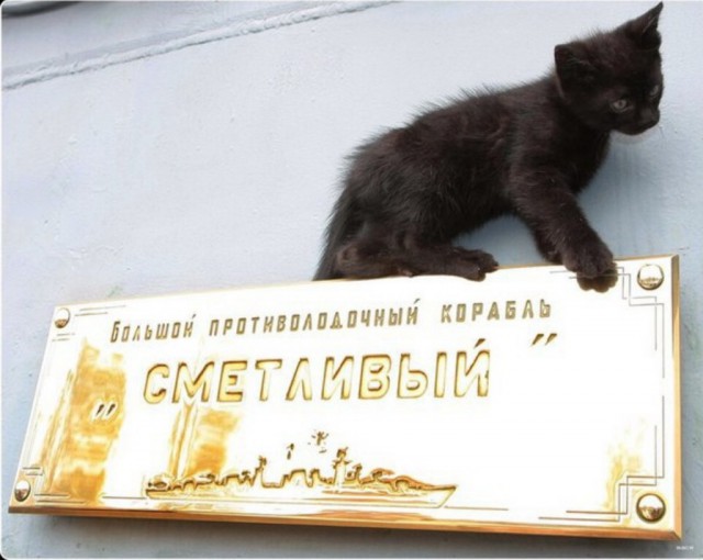Коты Северного флота