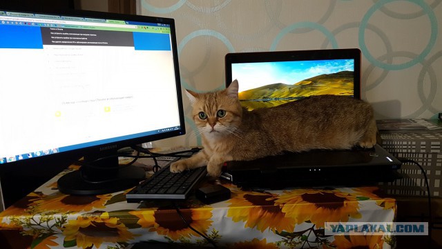 Хэппи нью Ира!