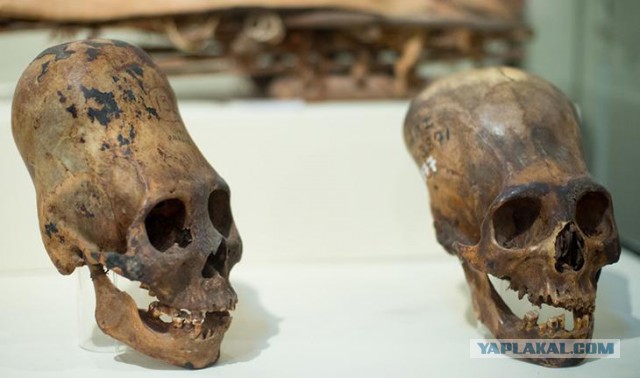 Паракасцы, жившие 3 000 лет назад в Перу, не были людьми