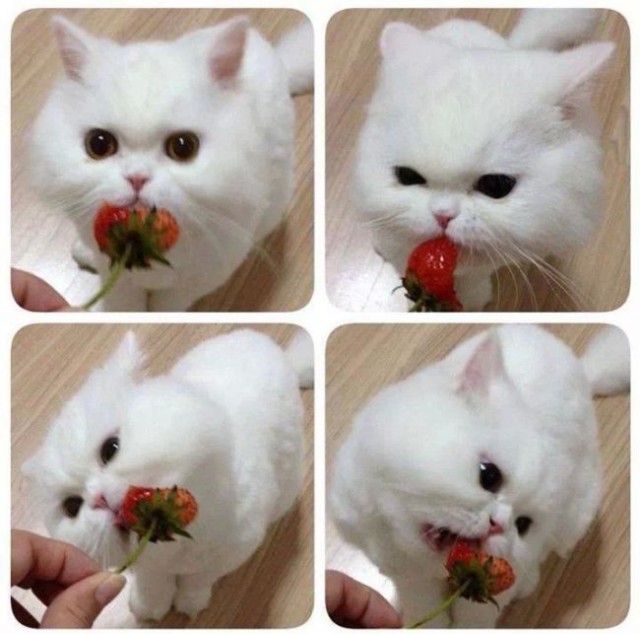 Коты и Кошки