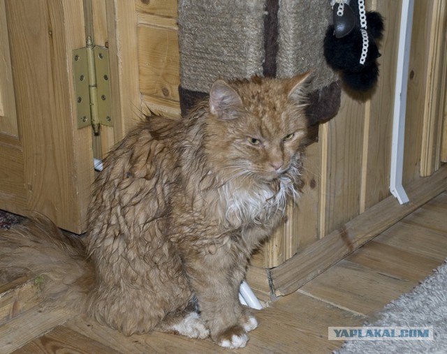 Котовторник 20.06.2017