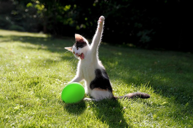 Коты и Кошки