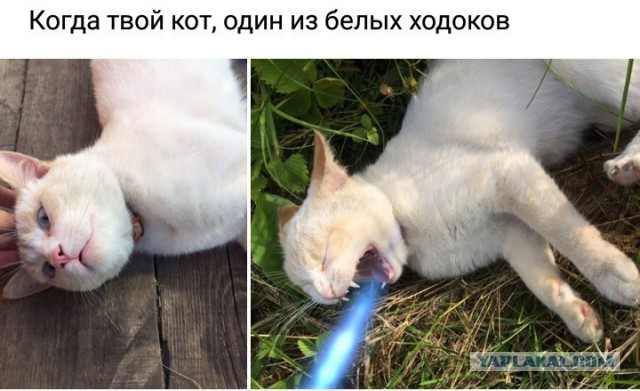 150 картинок для поднятия настроения!