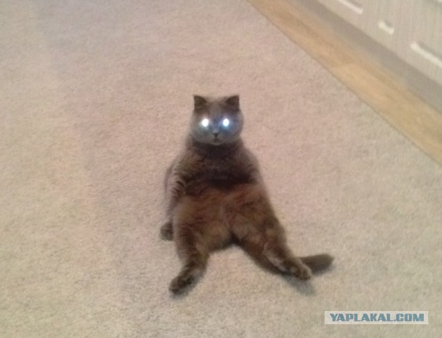 Котовторник