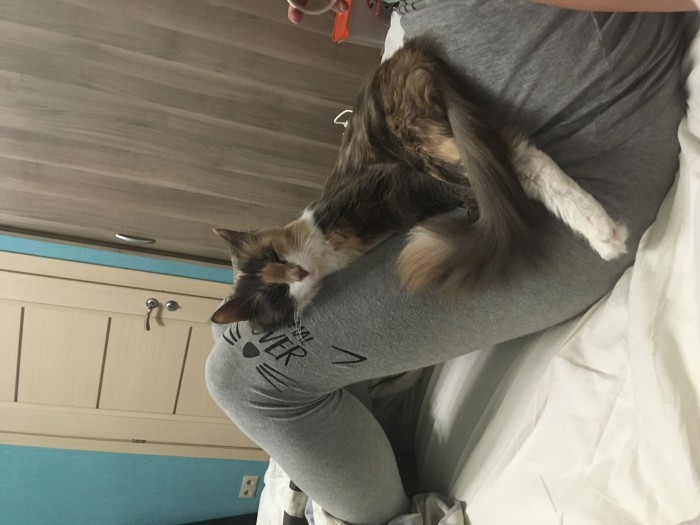 Котовторник 20.03.2018