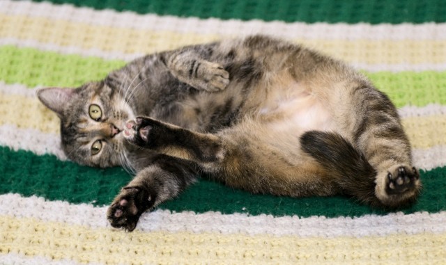 Котейкин вторник! Космический 12.04!