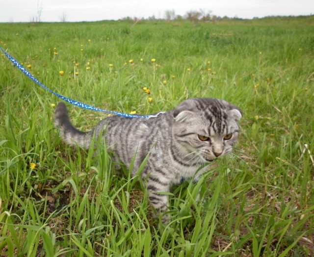 Начинаем котовторник!