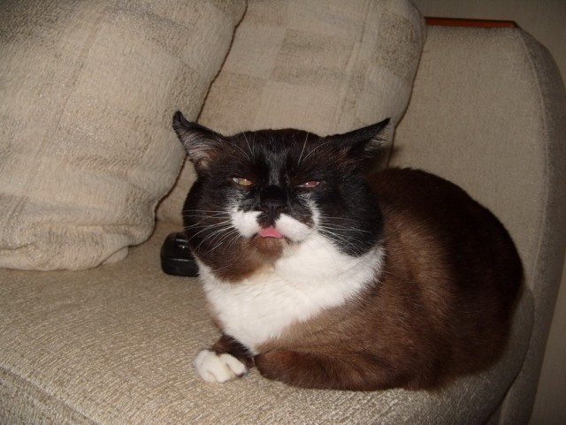 Котовторник с Кузей