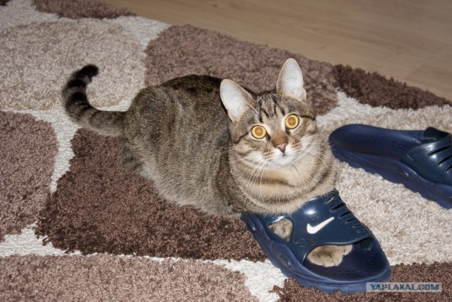 Котовторник в "КотоГетто"