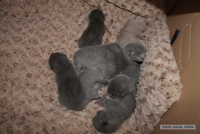 Котовторник (07.02.2012)