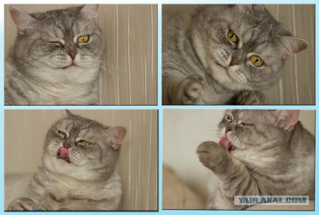 К котовторнику. Почему дома нужен котик