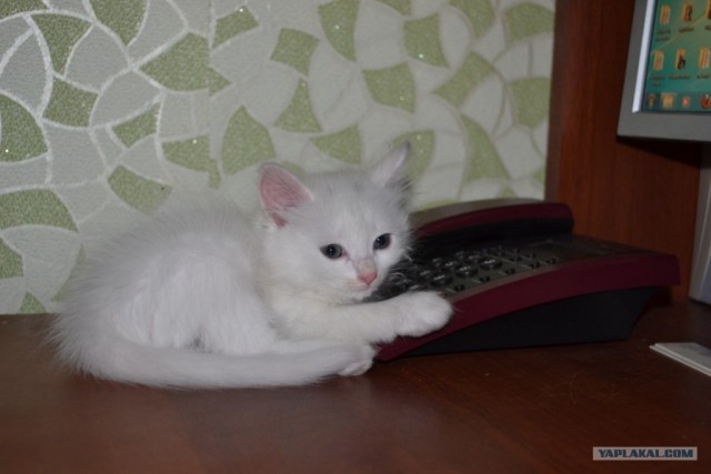 Котовторник (15.05.2012)